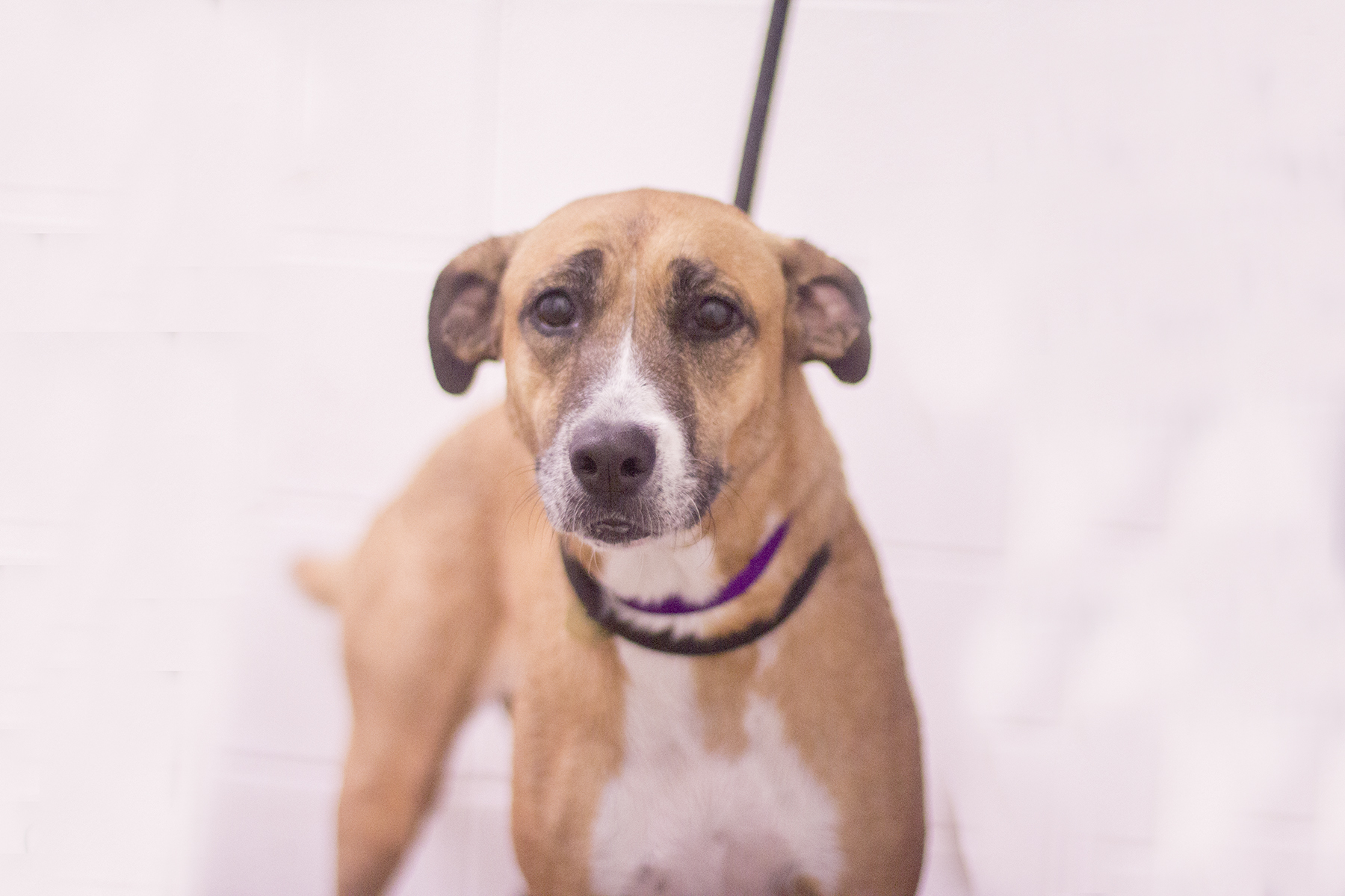 Brownie (Bella)