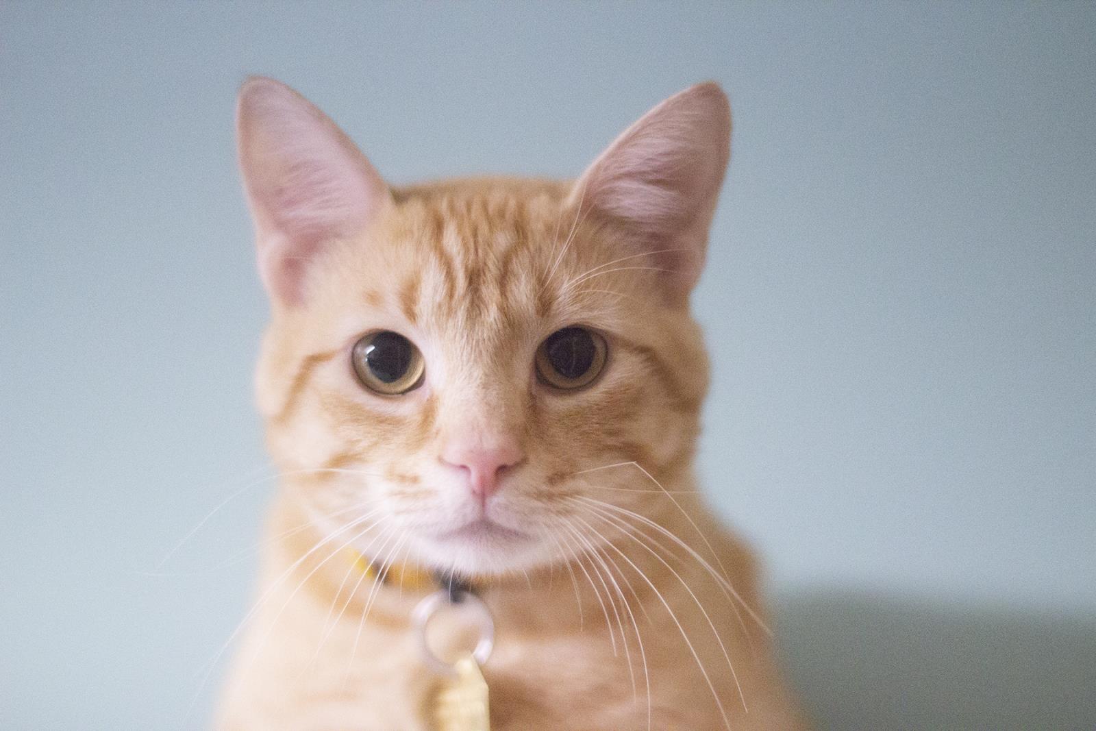 Cheddar