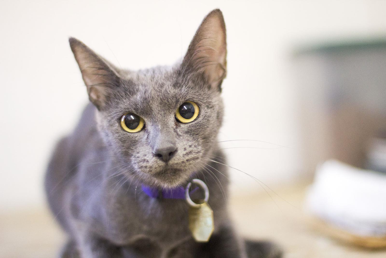 Cleo