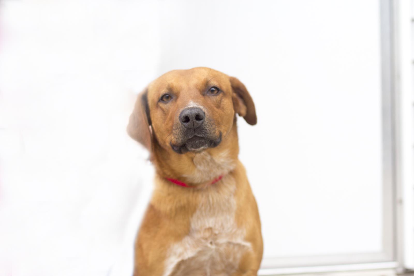 Clyde (Clifford)