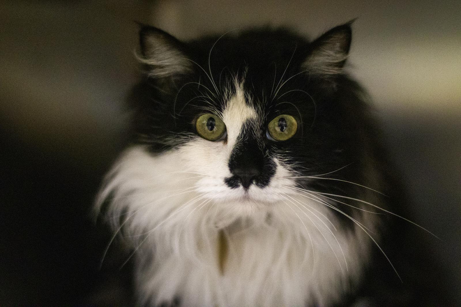 Daphne