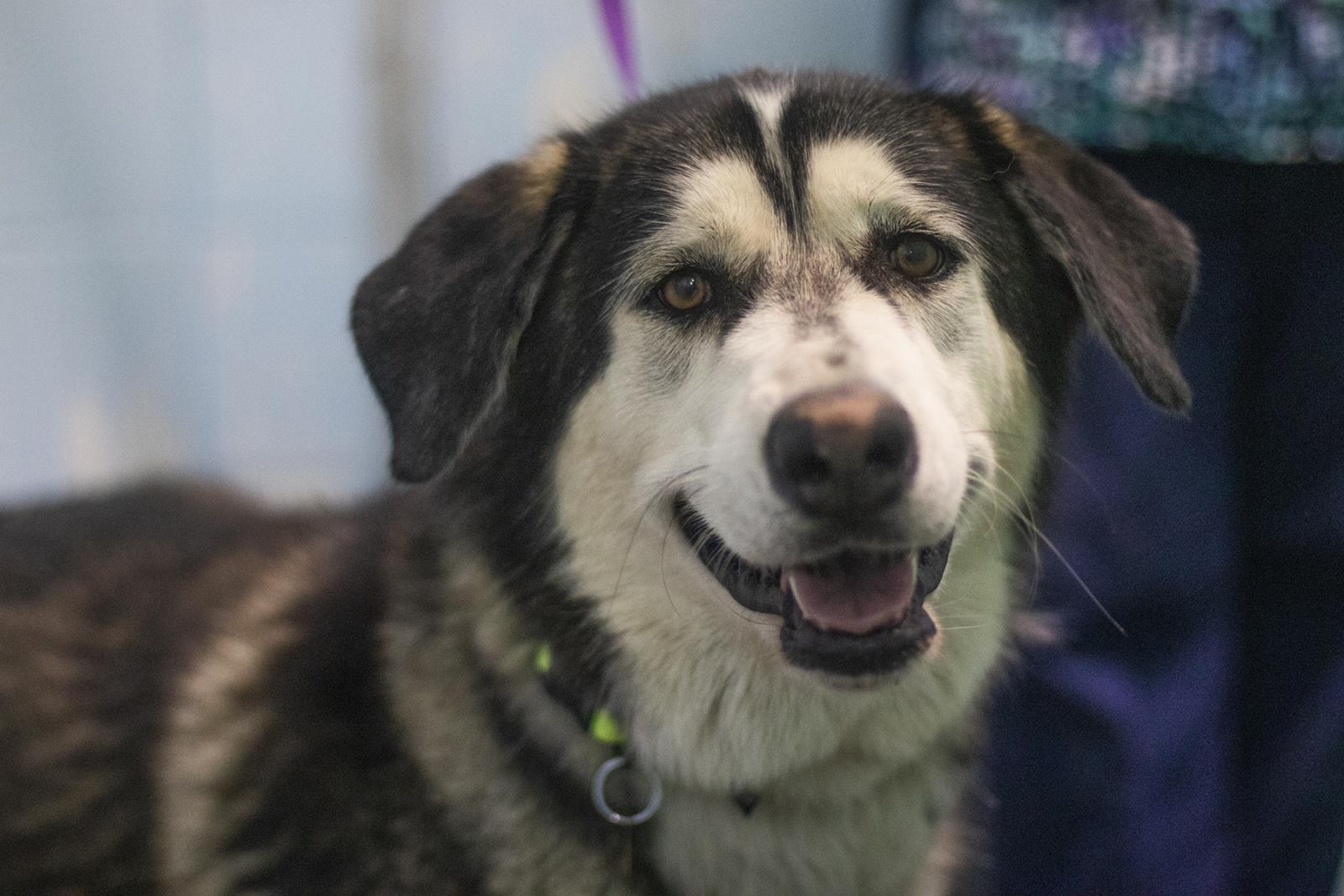 Kodiak