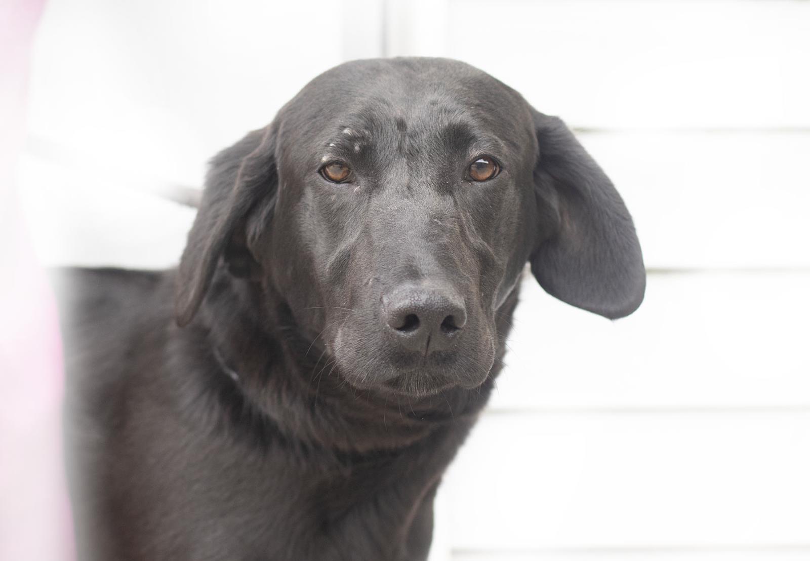 Linus