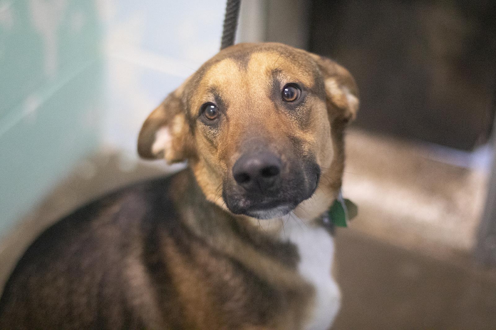 Milo