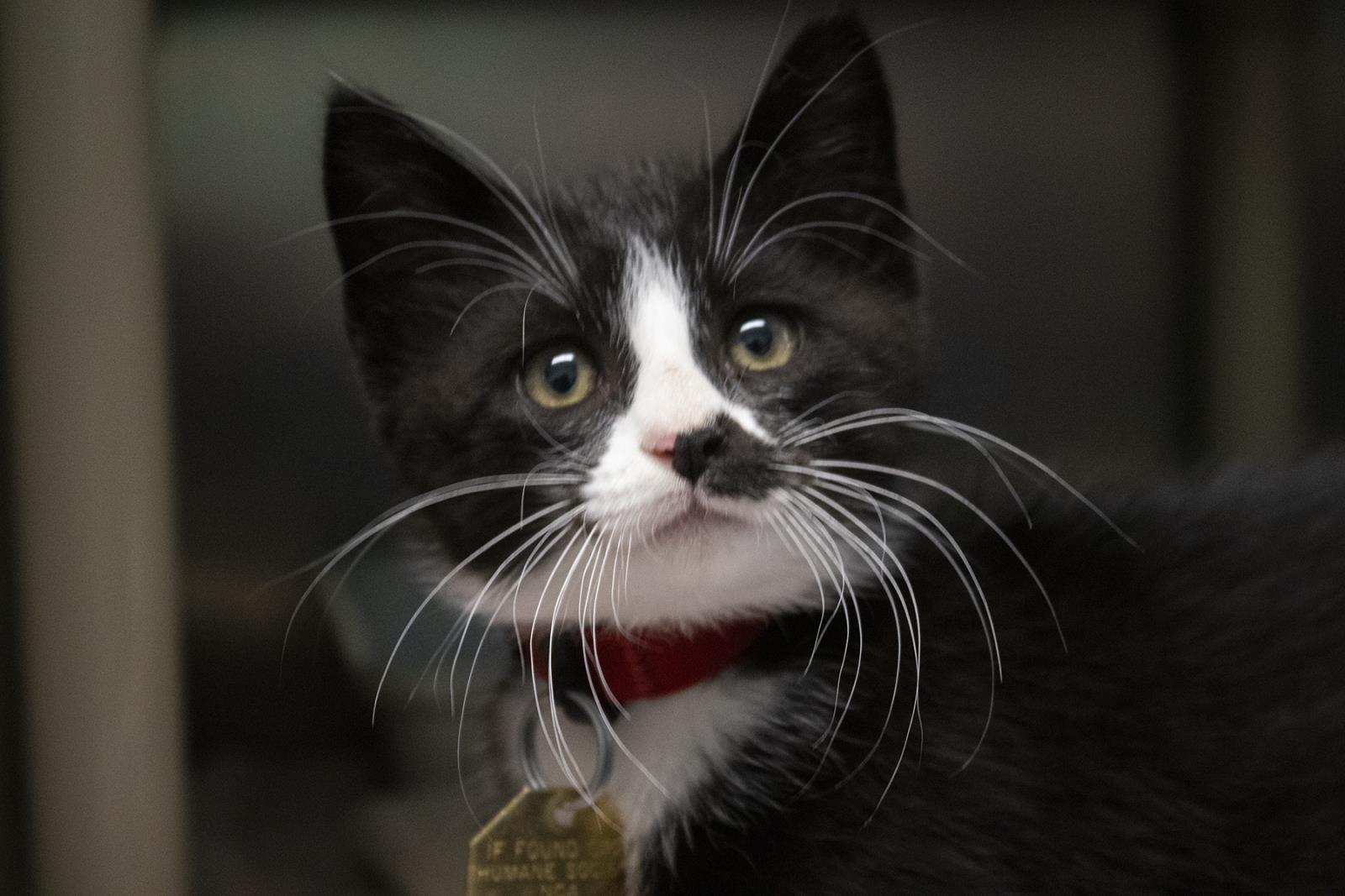 Mittens