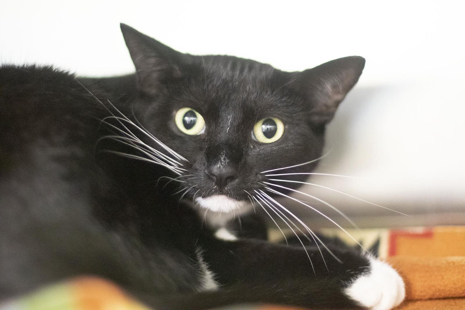 Oliver (Oreo)