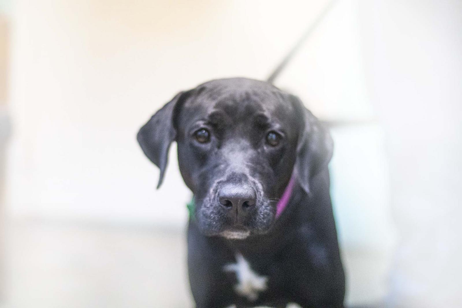 Piper