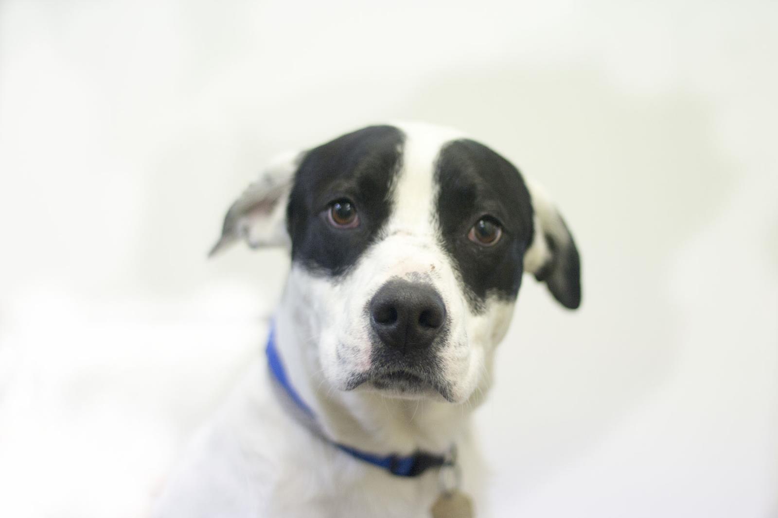 Pongo