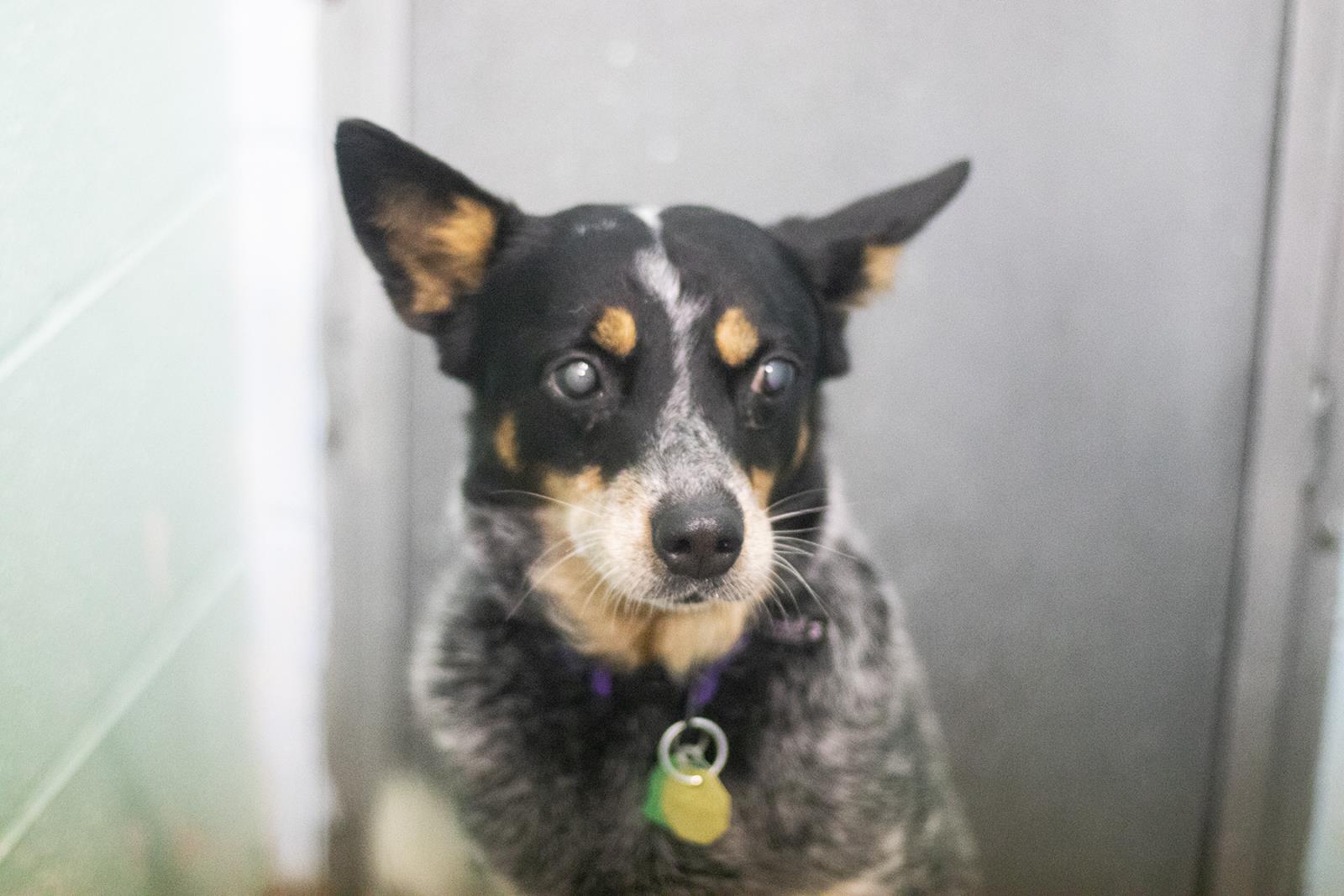 Roxy