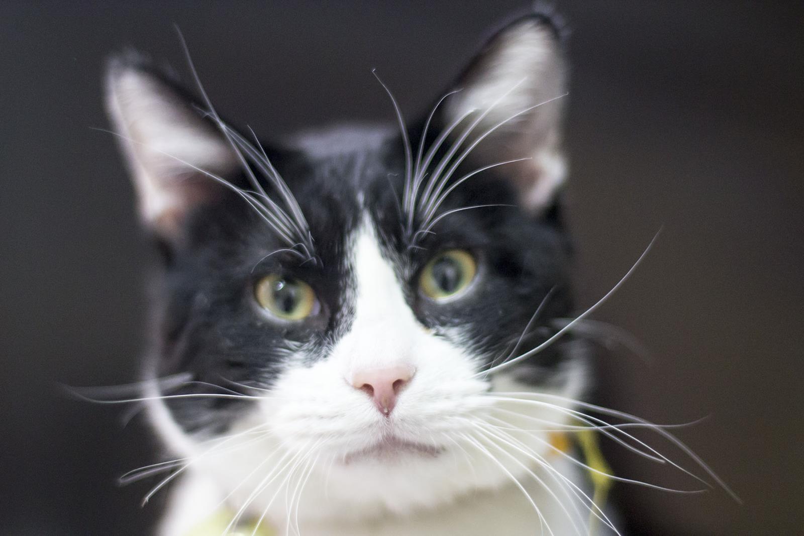 Tux