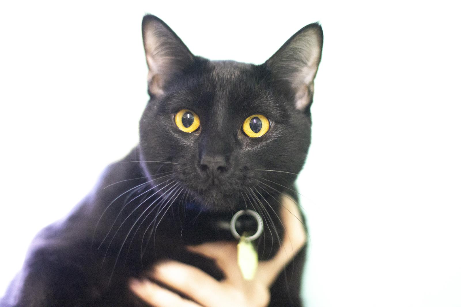 Vlad