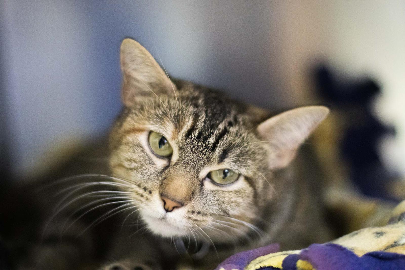 Zelda